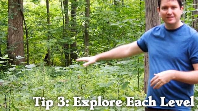 Birding in a Forest - How to Find Birds смотреть онлайн