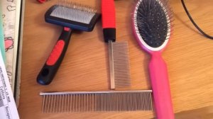 Что нужно для появления щенка в доме?