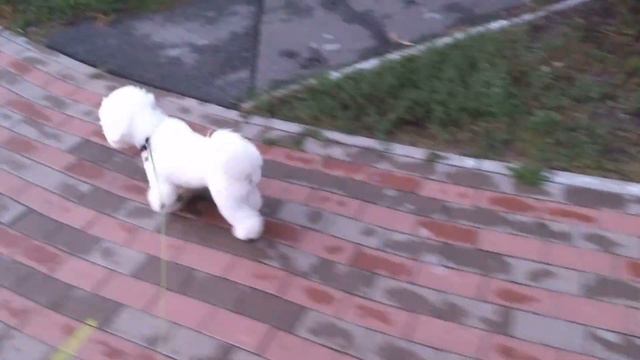 Дисплазия суставов у собак