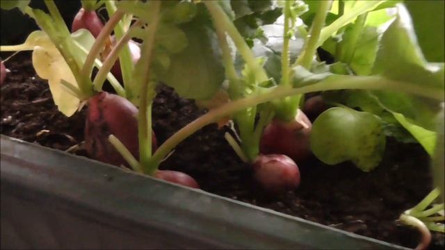 Вырастил РЕДИСКУ в КВАРТИРЕ!Редис зимой! смотреть онлайн