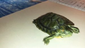 Сандра и красноухая черепаха уснула что делать???