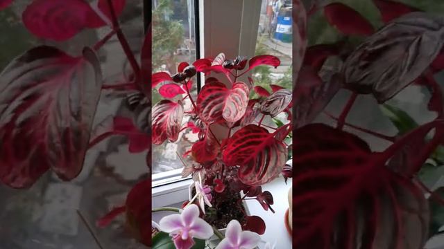 Мои комнатные цветы