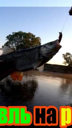 Если есть воблер TsuYoki Gnom 45SS, то Yo-Zuri L-Minnow 44s больше не нужен. Голавль на спиннинг.