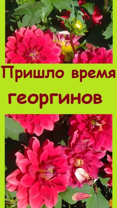 Начинают зацветать георгины - самые любимые цветы в моем саду, вне конкуренции
#огород #сад #garden