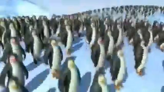 Пингвины танцуют под Bad Apple!! Лютый дэнс Южного полушария смотреть онлайн