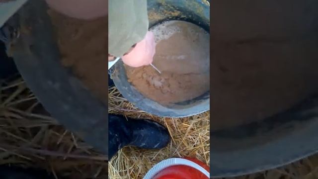 Венгерская Мангалица//Кормление