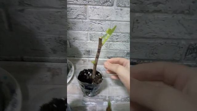 Ежевика Фридом и инжир Белый медовый на укоренении, результат на 26.11.22 смотреть онлайн