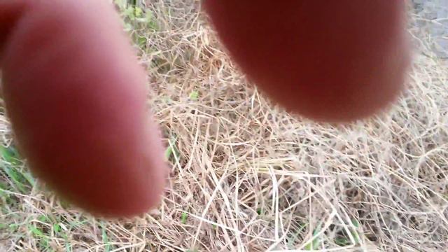 Епаньол Бретон "Одрі" смотреть онлайн