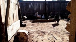 Как вывести мулардов в домашних условиях. Утка-гусь.