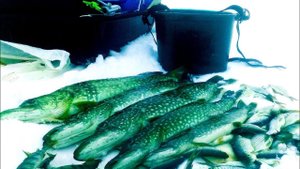 Жор НАЧАЛСЯ!!! ОСТАВИЛ ЖЕРЛИЦЫ НА НОЧЬ. А на утро пришел проверять. Рыбалка на жерлицы.