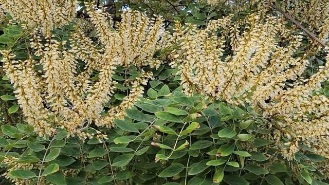 Maackia Amurensis смотреть онлайн