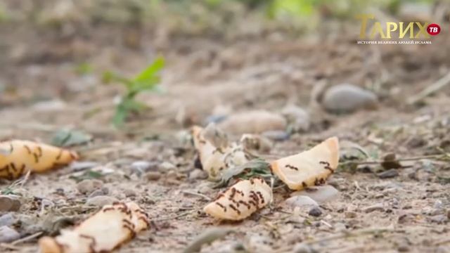 Случай Пророка Сулеймана и муравья смотреть онлайн