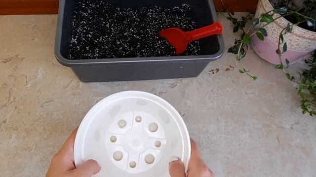 Нематантус! Золотая Рыбка! Все секреты ухода в одном видео!