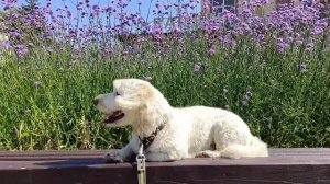 С собакой в Кисловодск