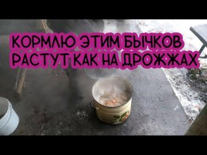 Кормлю этим бычков растут как на дрожжах. СУПЕР РОСТ.