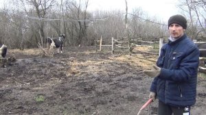 бык огулял двух коров, естественное осеменение, итог предыдущих покрытий