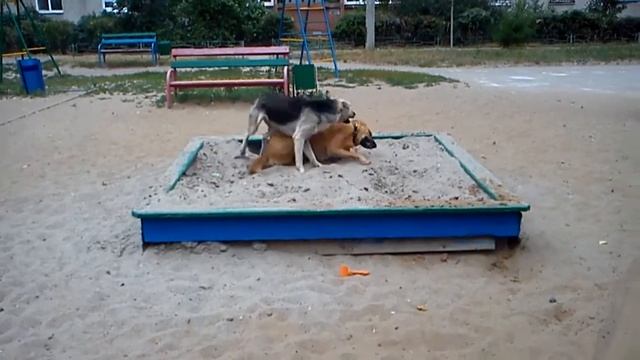 Собаки играются