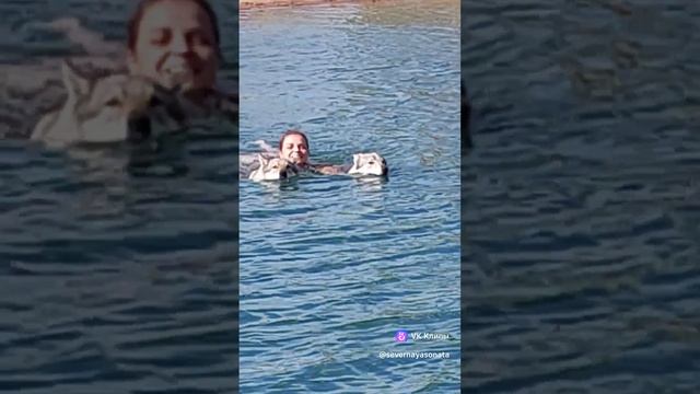 Плывём с волчьей силой!