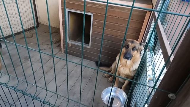 СОБАКИ РАДУЮТСЯ НОВОЙ БУДКЕ