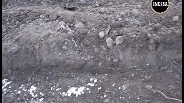 Морковь всходит равномерно при таком способе посадки! Сажаю семена моркови. смотреть онлайн