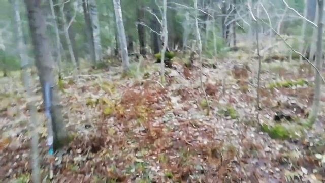 Охота на зайцев 71 смотреть онлайн