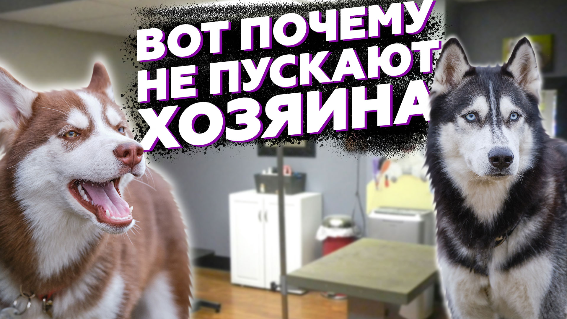 Хаски продается дурак