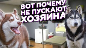 Массовая ИСТЕРИКА у Хаски | Такой вой я еще не слышал