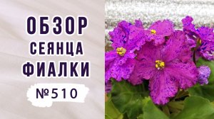 Фиалки (сенполии). Обзор сеянца фиалки номер 510. Своя селекция.