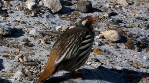 Улары, или горные индейки (лат. Tetraogallus)