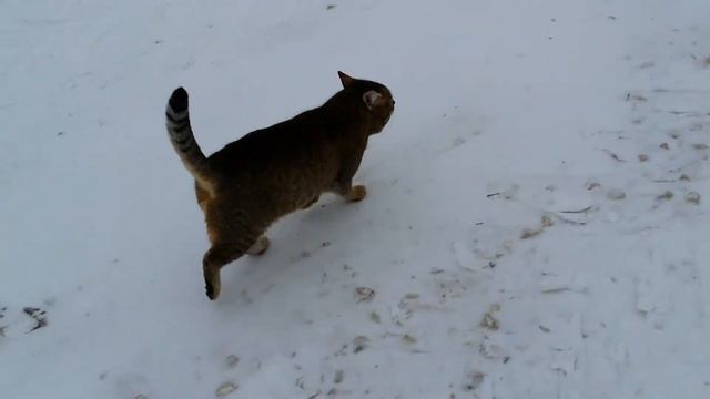 Прогулка с камышовым котом Васей! смотреть онлайн