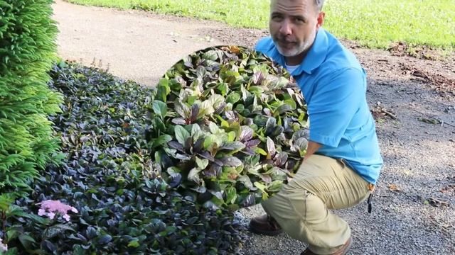 Bugleweed (Ajuga reptans) - Plant Identification смотреть онлайн