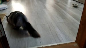 Продаётся кошечка мейн-кун, Eva Wild polar family