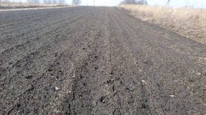 Чеснок Добрыня. Всходы.