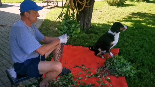 Как правильно вязать веники для бани смотреть онлайн