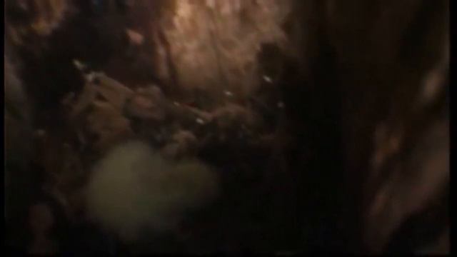 Черные краснохвостые какаду против пчел (Австралия) смотреть онлайн