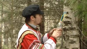 Как добыть березовый сок?