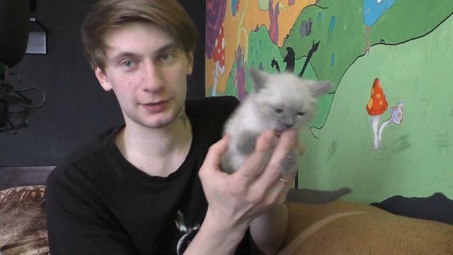Как отучить котёнка кусаться