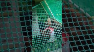 Мобильный курятник для лентяев :) своими руками.