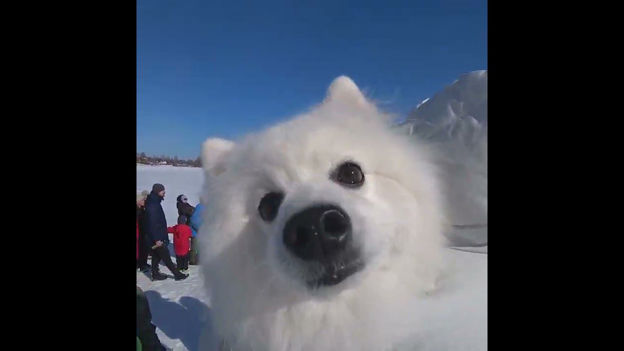 Лучшее что вы увидите сегодня #shorts смотреть онлайн