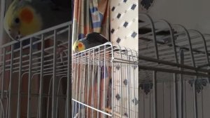 Попугай Корелла Яша говорит 10 слов...