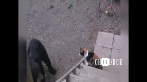 Cats vs Bears compilation Коты против медведей