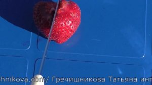 БОГЕМА среднеспелый сорт клубники