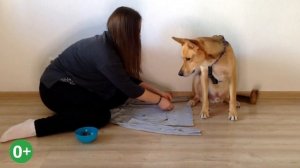 Нюхательные игры с одеждой. Дрессируем обоняние собаки