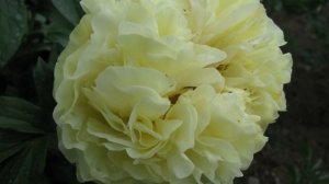 Peony Lemon Chiffon / Пион Лемон Шиффон