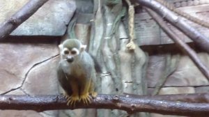 Обезьяна. Обыкновенная беличья обезьяна. Squirrel monkeys.