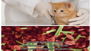 Лейкоз у кошек, вирусная лейкемия: симптомы и лечение