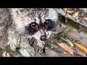 Сеня меня ревнует и категорически НЕ ПОДПУСКАЕТ ко мне енота ШАРИКА!