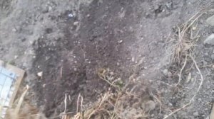 КУДА девать ГОРЫ ботвы картофеля после сбора урожая И ЧТО с ней делать?