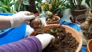 Амариллис(Amarillis)Способы посадки.