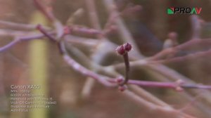 Canon XA30 & XA35 - Example Footage & High ISO Test